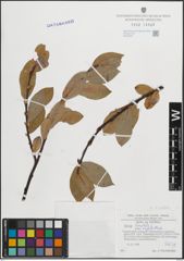 Foto von Salix hastata L.